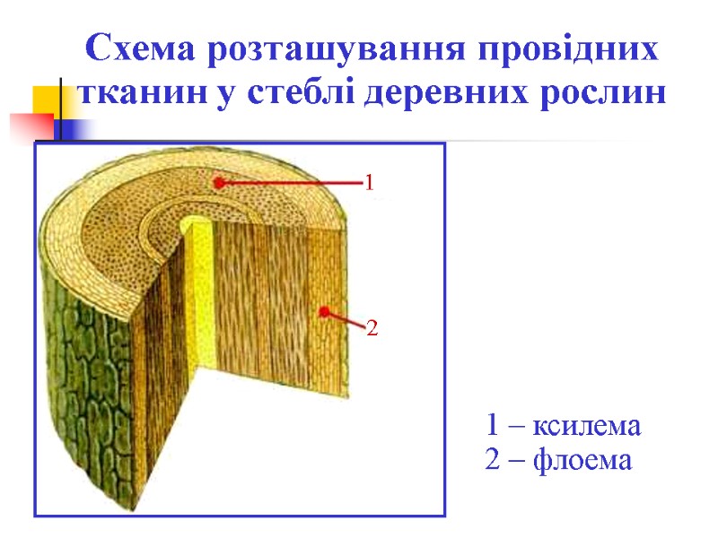 Схема розташування провідних тканин у стеблі деревних рослин 1 2 1 – ксилема 2